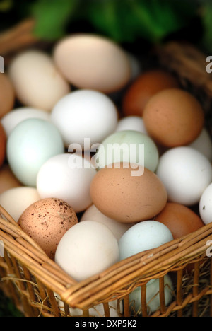 Korb voll Hof Eier Stockfoto