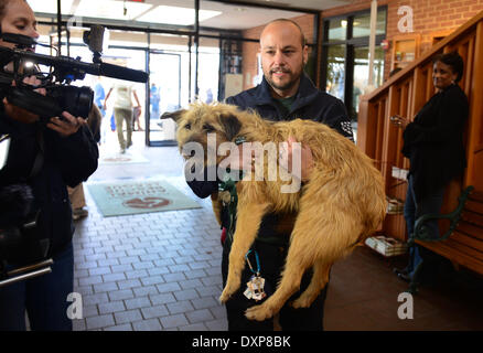 27. März 2014 erfolgt durch Humane Society Mitglied, ADAM PEREZ - Washington, District Of Columbia, USA - Kusia. Zehn streunende Hunde gerettet aus den Straßen von der Olympischen Winterspiele Sotschi in Russland kommen Donnerstag um dem Tierheim Rescue League in Washington, DC die Hunde von Olympia-Athleten und andere gerettet wurden nach lokalen russische Behörden eine Schädlingsbekämpfung Unternehmen, sie zu "bereinigen" vernichten eingestellt als die Olympischen Spiele in Sotschi hat begonnen. Im Tierheim werden versuchen, Häuser für die Hunde zu finden. (Bild Kredit: © Miguel Juarez Lugo/ZUMAPRESS.com) Stockfoto