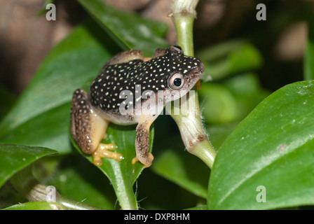 Sternennacht Reed Frosch (Heterixalus Alboguttatus), beliebt in den Haustierhandel Gattung stammt aus Madagaskar Stockfoto