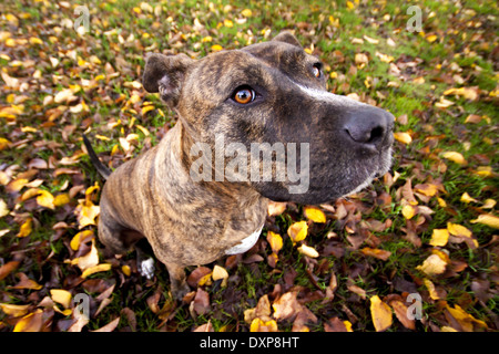 Hundesitting unter gefallenen Herbst Blätter. Stockfoto