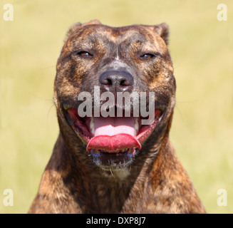 Glücklicher Hund. Stockfoto