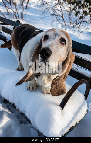 Basset Hound ist eine kurzbeinige Hunderasse Jagdhund Familie Stockfoto