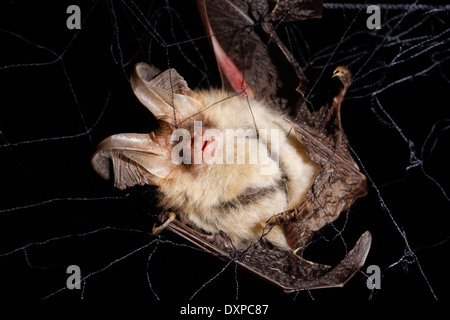 Braune Langohren Bat, gemeinsame langohrige Fledermaus, Braunes Langohr in Fledermausnetz, Japannetz, Netz, Forschung, Langohrfledermäuse Auritus Stockfoto