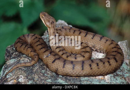 Aspik Viper, Aspisviper, Aspis-Viper, Europäische Asp, ASP, Asp Viper Vipera Aspis, Vipern, Ottern, Viperidae, Viper Stockfoto