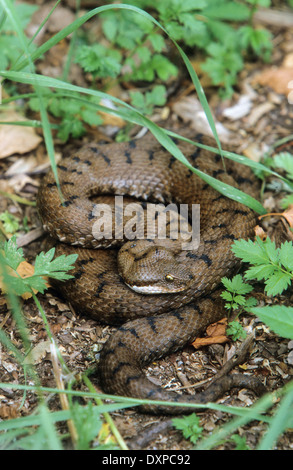 Aspik Viper, Aspisviper, Aspis-Viper, Europäische Asp, ASP, Asp Viper Vipera Aspis, Vipern, Ottern, Viperidae, Viper Stockfoto