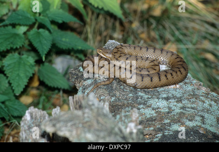 Aspik Viper, Aspisviper, Aspis-Viper, Europäische Asp, ASP, Asp Viper Vipera Aspis, Vipern, Ottern, Viperidae, Viper Stockfoto