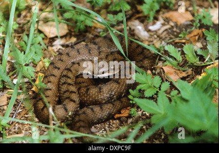 Aspik Viper, Aspisviper, Aspis-Viper, Europäische Asp, ASP, Asp Viper Vipera Aspis, Vipern, Ottern, Viperidae, Viper Stockfoto