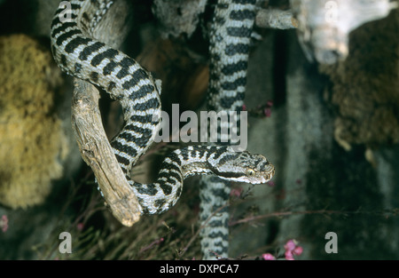 Aspik Viper, Aspisviper, Aspis-Viper, Europäische Asp, ASP, Asp Viper Vipera Aspis, Vipern, Ottern, Viperidae, Viper Stockfoto