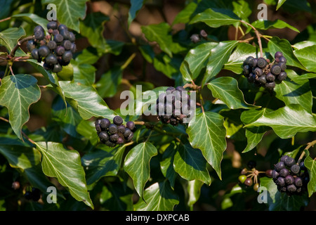 Gemeinsamen Ivy, englische Evy, Obst, Efeu, Frucht, Früchte, Beeren, Hedera Helix, Lierre Grimpant Stockfoto