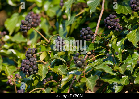 Gemeinsamen Ivy, englische Evy, Obst, Efeu, Frucht, Früchte, Beeren, Hedera Helix, Lierre Grimpant Stockfoto