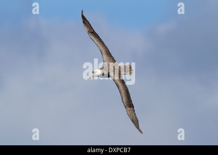 Antarktis Albatross wie Bird, Nördliche Giant Petrel, Macronectes halli, genommen, die Drake Passage kreuzen. Stockfoto