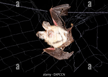 Braune Langohren Bat, gemeinsame langohrige Fledermaus, Braunes Langohr in Fledermausnetz, Japannetz, Netz, Forschung, Langohrfledermäuse Auritus Stockfoto