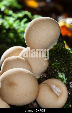 Birnenförmige Puffball, stumpf Puffball, Birnen-Stäubling, Birnenstäubling, Lycoperdon Pyriforme, Morganella pyriformis Stockfoto