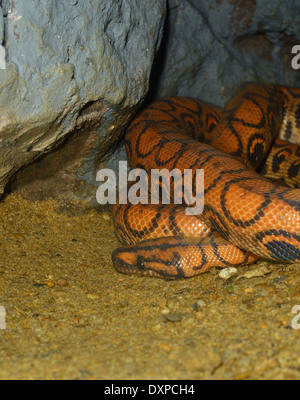 Schöne brasilianischen Rainbow Boa (Epicrates Cenchria) schlafen im terrarium Stockfoto