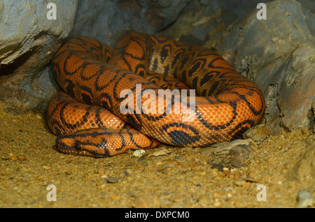 Schöne brasilianischen Rainbow Boa (Epicrates Cenchria) schlafen im terrarium Stockfoto