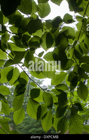 Rotbuche, Blatt, Blätter, Rot-Buche, Rotbuche, Buche, Fagus Sylvatica, Blätter, Blatt, Blätterdach Stockfoto