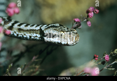 Aspik Viper, Aspisviper, Aspis-Viper, Europäische Asp, ASP, Asp Viper Vipera Aspis, Vipern, Ottern, Viperidae, Viper Stockfoto