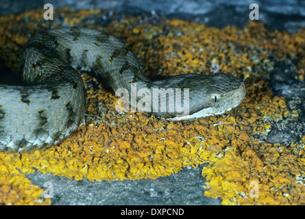 Aspik Viper, Aspisviper, Aspis-Viper, Europäische Asp, ASP, Asp Viper Vipera Aspis, Vipern, Ottern, Viperidae, Viper Stockfoto