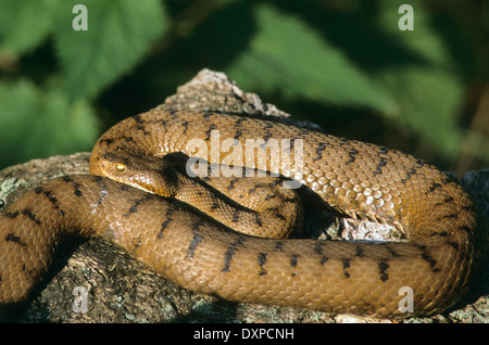 Aspik Viper, Aspisviper, Aspis-Viper, Europäische Asp, ASP, Asp Viper Vipera Aspis, Vipern, Ottern, Viperidae, Viper Stockfoto