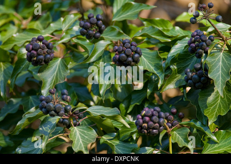 Gemeinsamen Ivy, englische Evy, Obst, Efeu, Frucht, Früchte, Beeren, Hedera Helix, Lierre Grimpant Stockfoto