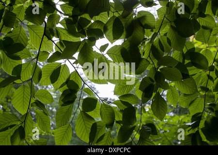 Rotbuche, Blatt, Blätter, Rot-Buche, Rotbuche, Buche, Fagus Sylvatica, Blätter, Blatt, Blätterdach Stockfoto