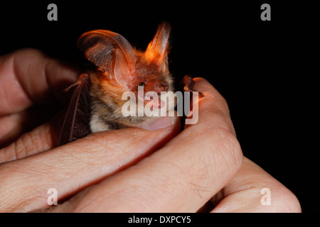 Braune Langohren Fledermaus, gemeinsame langohrige Fledermaus, Braunes Langohr in Hand Wird Untersucht, Forschung, Langohrfledermäuse auritus Stockfoto