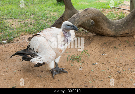 Geier im Natur Park in Südafrika Stockfoto