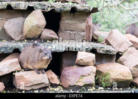 Ein Klippschliefer, andernfalls bekannt als Cape Hyrax und ein Dassie, sitzen auf den Felsen in Südafrika Stockfoto