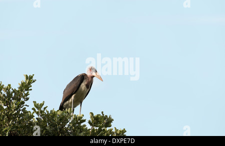 Marabu Vogel im Baum Kruger Nationalpark in Südafrika Stockfoto