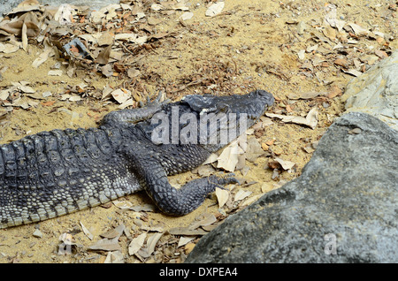 schöne siamesische Krokodil Sonnenbaden in Mitte von Thailand Stockfoto