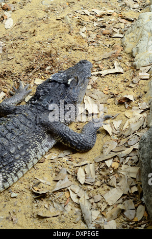 schöne siamesische Krokodil Sonnenbaden in Mitte von Thailand Stockfoto