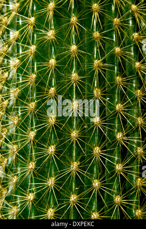 Geometrische Entsorgung von Stacheln im Organ Pipe Cactus (Stenocereus Thurberi) Stockfoto