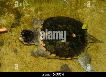 schöne gemeinsame Schnappschildkröte (Chelydra Serpentina) im terrarium Stockfoto