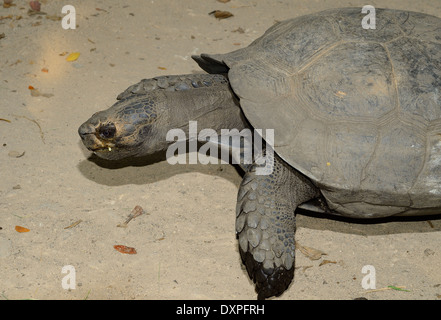 schöne schwarze Riesenschildkröte (Manouria Emys Phayrei) in Thai Tempel Stockfoto