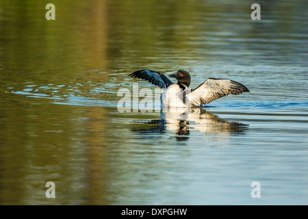 Eine große nördliche Loon schwimmt und zeigt seine Zucht Gefieder auf Wild Rose Lake in Kananaskis, Alberta, Kanada. Stockfoto