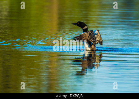 Eine große nördliche Loon schwimmt und zeigt seine Zucht Gefieder auf Wild Rose Lake in Kananaskis, Alberta, Kanada. Stockfoto