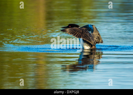 Eine große nördliche Loon schwimmt und zeigt seine Zucht Gefieder auf Wild Rose Lake in Kananaskis, Alberta, Kanada. Stockfoto