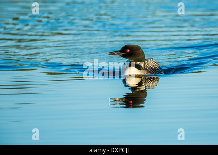 Eine große nördliche Loon schwimmt und zeigt seine Zucht Gefieder auf Wild Rose Lake in Kananaskis, Alberta, Kanada. Stockfoto