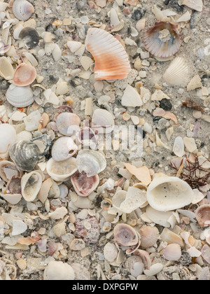 Schließen Sie Up, Muscheln am Strand, Boca Grande, Gasparilla Island, FL, USA Stockfoto