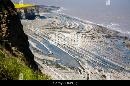 Gefaltete Schichten des Lias Kalkstein Betten ergab bei Ebbe in der Welle schneiden Plattform Ufer nahe Osten Quantoxhead Somerset UK Stockfoto