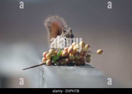 Eichhörnchen hinter ein paar gelbe Beeren Stockfoto