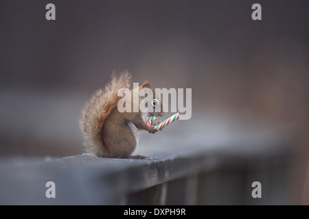 Eichhörnchen hält einen Schokoriegel auf einem Zaun außerhalb der Stadt von Granby Quebec Kanada im winter Stockfoto