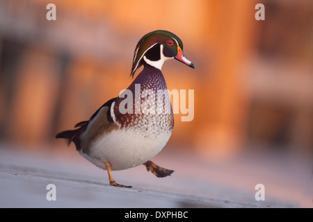 Eine Holz-Ente zu Fuß auf einem Holzsteg in der Stadt von Granby, Kanada. Eine Ente aus dem Wasser allein, vorne Seitenansicht im Sommer Stockfoto