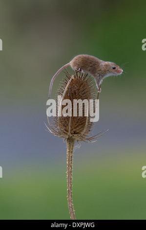 Eurasische Zwergmaus (Micromys Minutus) Stockfoto