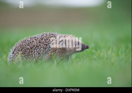 Europäische Igel (Erinaceus Europaeus) Stockfoto