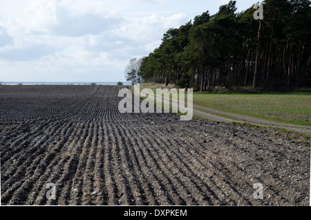 Field at springtime in a rural landscape Stockfoto