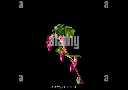 Rot blühende Johannisbeere Knospen auf einem schwarzen Hintergrund Stockfoto
