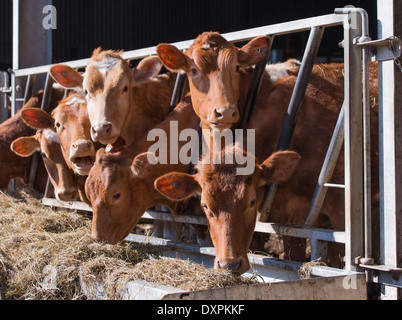 Guernsey Rinder im Stall Stockfoto