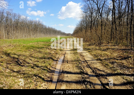 Leeres Land Feldweg durch den Wald Stockfoto