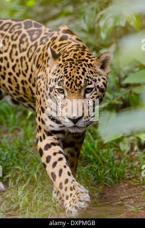 Belize, Bezirk von Belize City, Belize City, Belize City Zoo. Jaguar (Captive) im Dschungel Gehäuse. Stockfoto